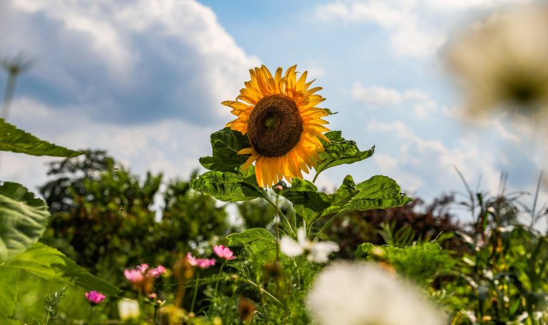 One bright yellow sunflower rising into the sky with late summer foliage around it.