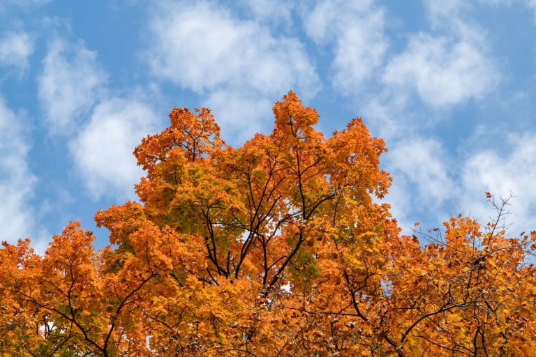 Gold, yellow, and orange leaves on a tree set against a birght blue sky.
