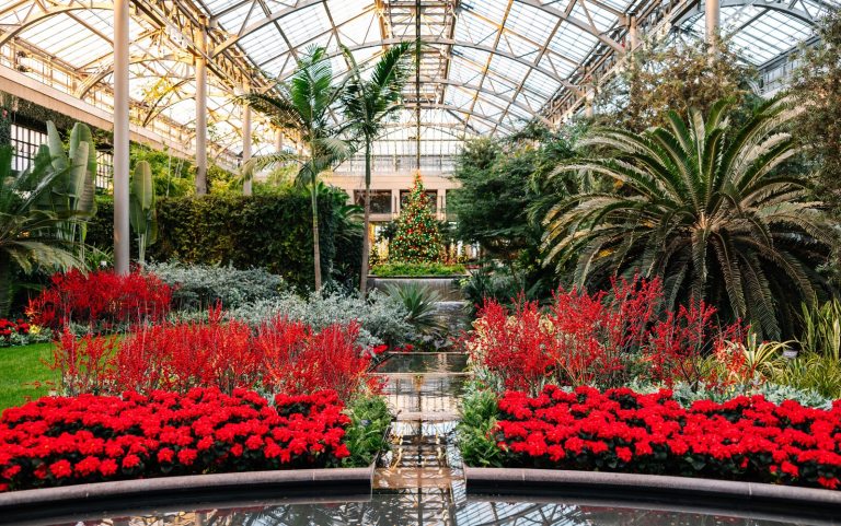The inside of the Longwood Conservatory decorated and planted for Christmas.