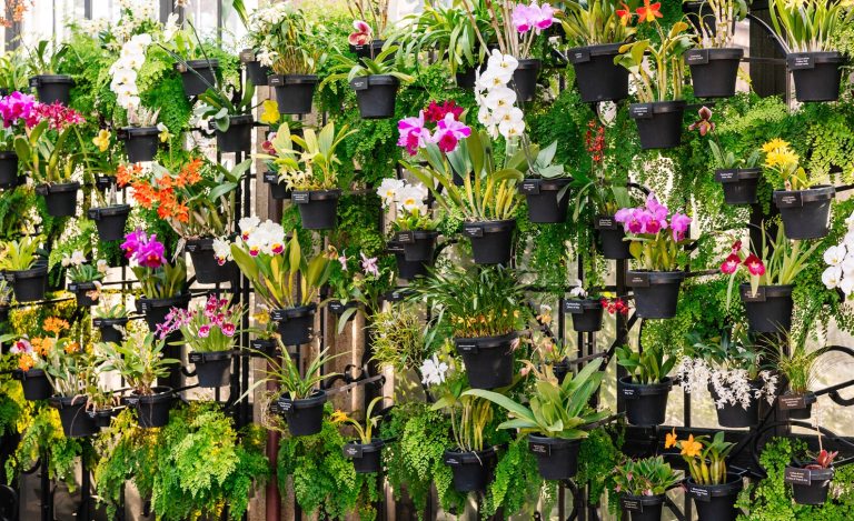 A wall full of pots of orchids at Longwood Gardens.