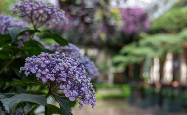 Purple leafed hydrangea growing inside the Longwood conservatory.