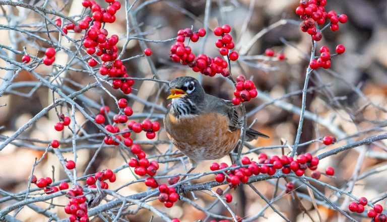 A brown and gray bird perched in a shrub with red berries.