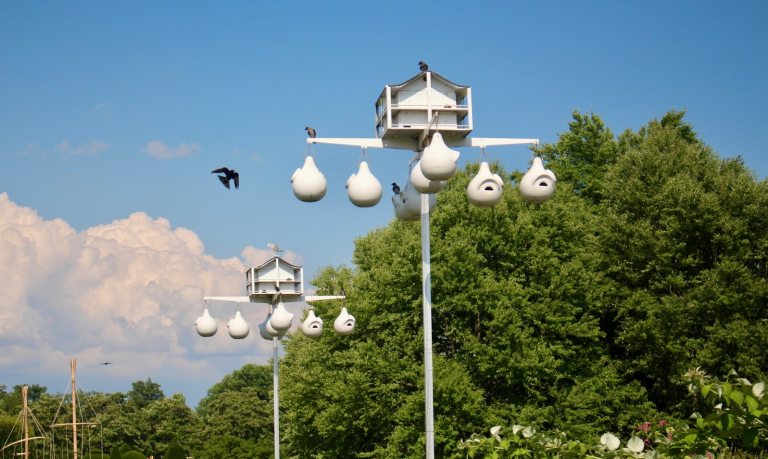 Two purple martin houses, featuring white birdhouses on top of a tall white pole.