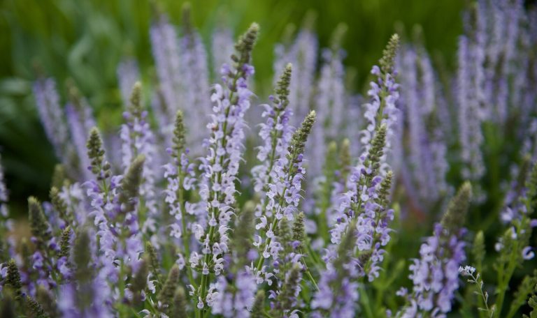 Purple salvia growing in a garden.