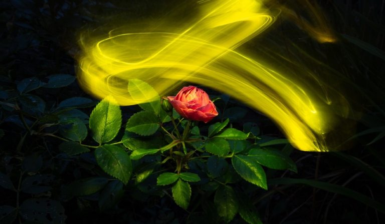 A single rose set against a black background with a wave of yellow light above it.
