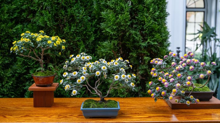 Three bonsai chrysanthemums on a wooden display table against a backdrop of evergreens and a large window to the right, in an indoor conservatory.