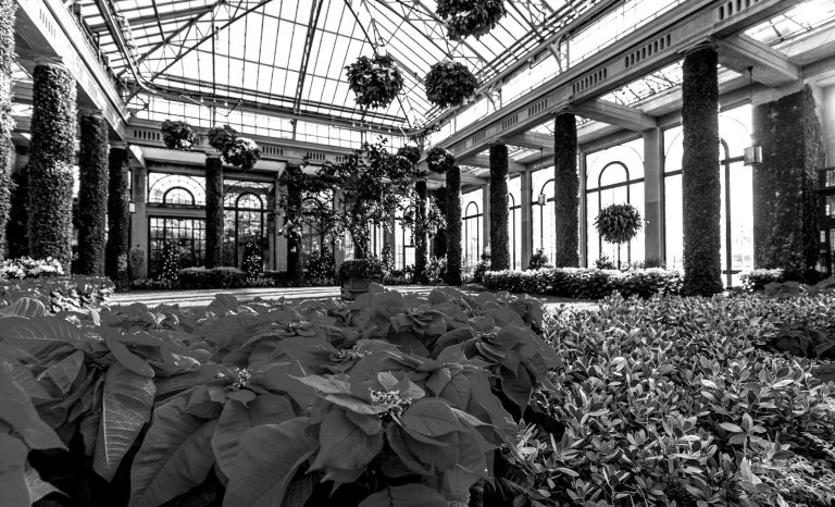 The inside of the Longwood Conservatory during Christmas in black and white.