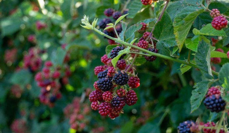 Red and black berries growing on a shrub.