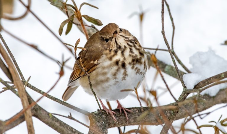 A small thrush bird, with its head tilted, resting on a tree branch in winter.