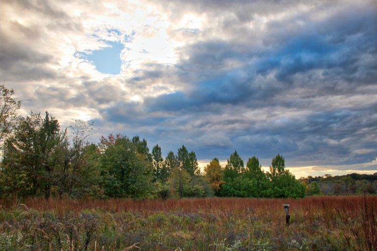 A meadow and field at dusk in autumn.