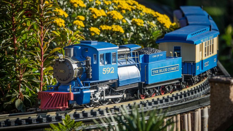 Closeup of a bright blue model train engine, Number 592, The Blue Comet, on railway tracks through a garden planted with yellow chrysanthemums.