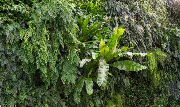 A variety of plants displays on a green wall.