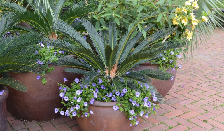 Three potted palm plants on a brick patio.