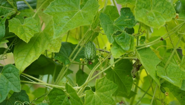 A small cucumber looking melon growing on a vine.