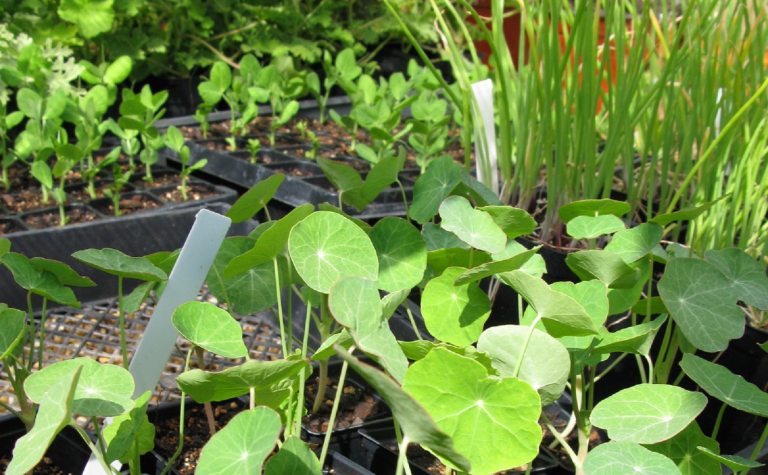 Trays of vegetable seedlings.