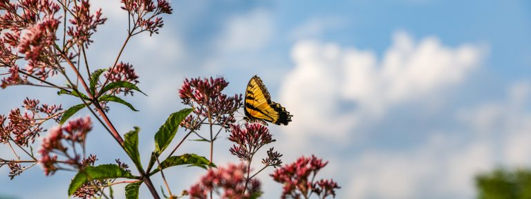 A yellow butterfly perches on the pink flowers of Joe-pye weed amidst a cloudy blue sky