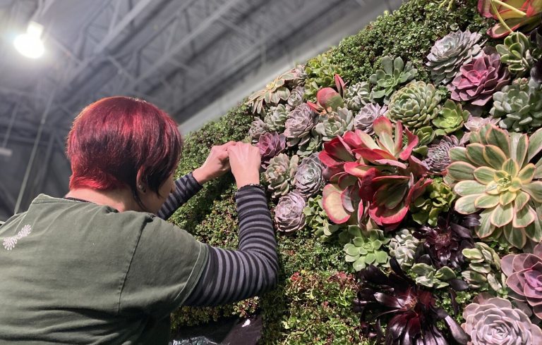 A pesron working on a large succlulent green wall.