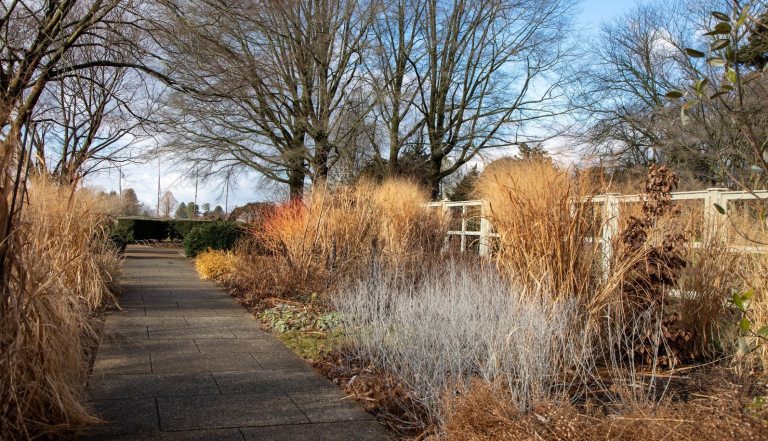 A winter landscape at Longwood Gardens featuring tall grasses and bare trees.