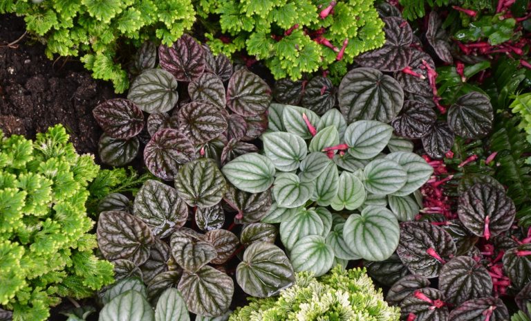 A variety of houseplant types, photographed close up.