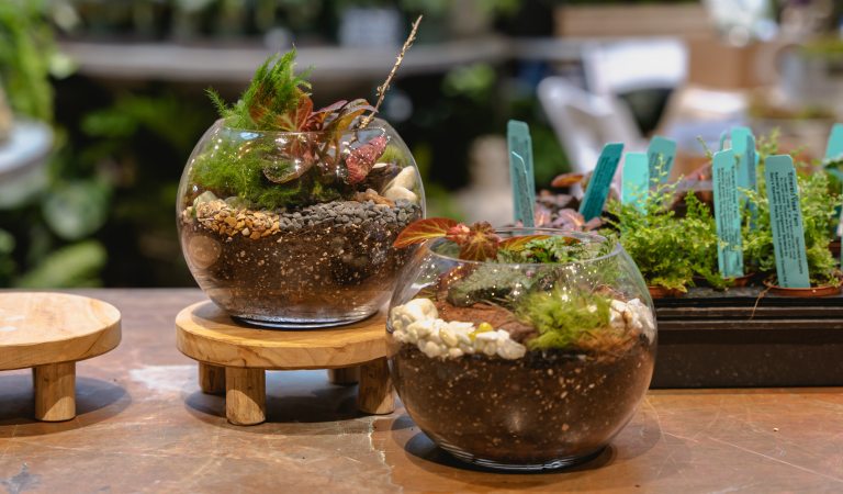 Two fishbowl shaped open top terrariums filled with small plants.