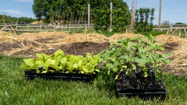 Two trays of seedlings waiting to be planted in garden beds.