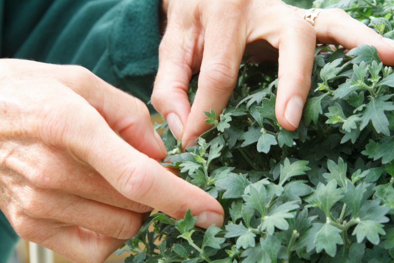 A persons hands pinching the stem of a chrysanthemum plant.