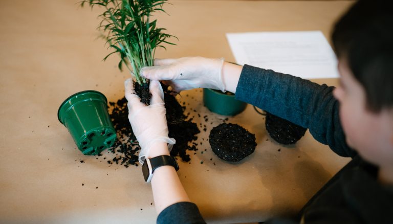 Person wearing latex gloves unpotting small palm plant on a table.
