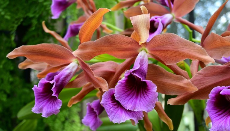 A cluster of purple and brown orchids.