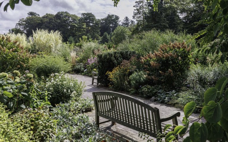 An outdoor garden feature a wood bench and tall grasses in the bright sunshine.