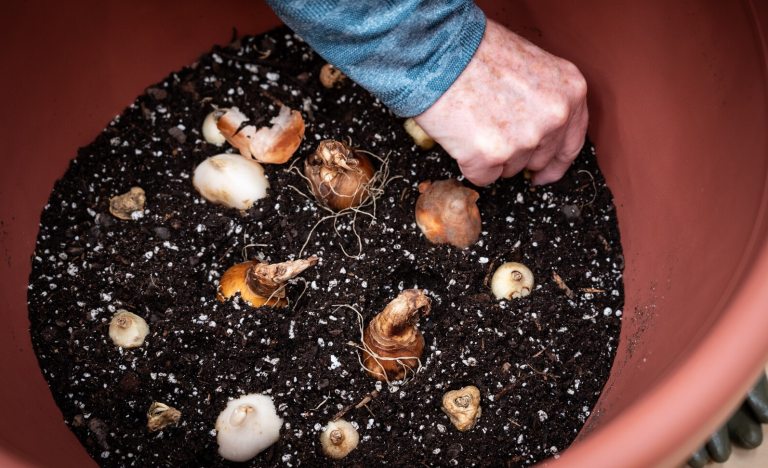 A large terra cotta pot filled with plant bulbs.