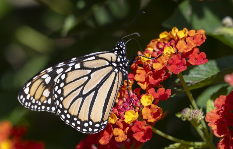 A monarch butterfly resting on a yellow and orange flower.