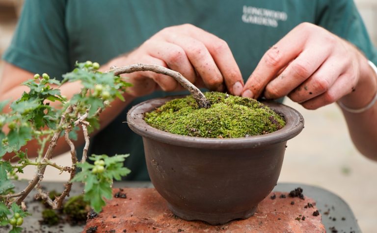A person's hands working on potting a bonsai in a brown terra cotta pot.
