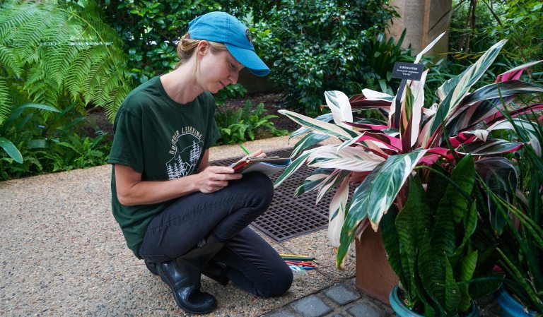 Woman kneels to observe and draw a plant in the Conservatory.