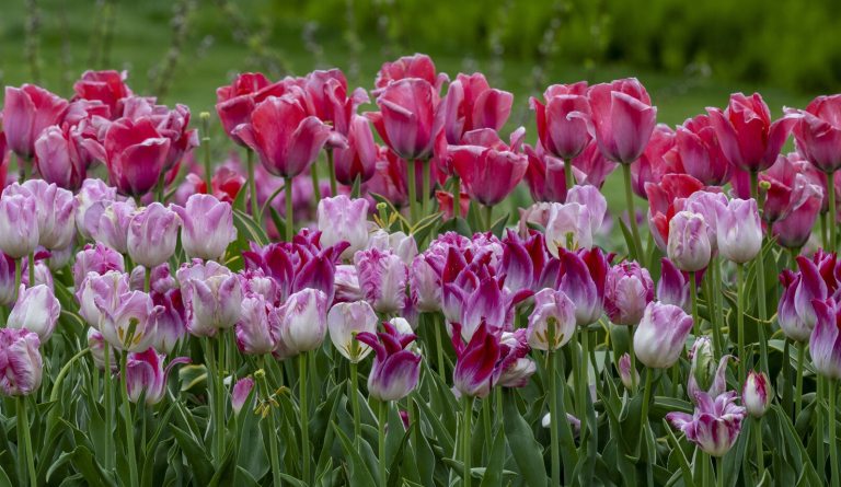 Dozens of pink and purple tulips growing in an outdoor garden.