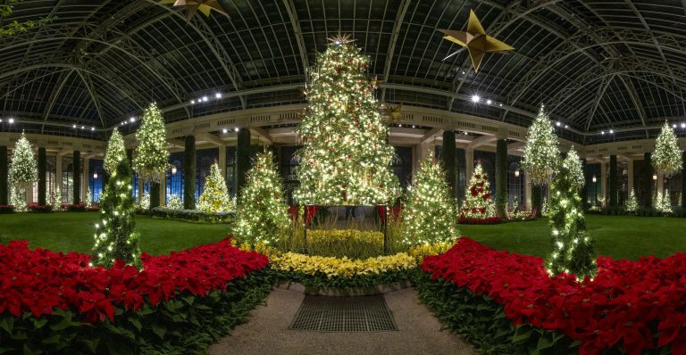 A tall lit tree stands on a pedestal in a central conservatory walkway, surrounded by red and white poinsettias, other Christmas trees—some of which are suspended—and gold stars.