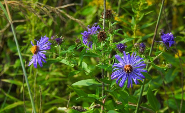 Purple wildflowers blooming in a meadow garden.