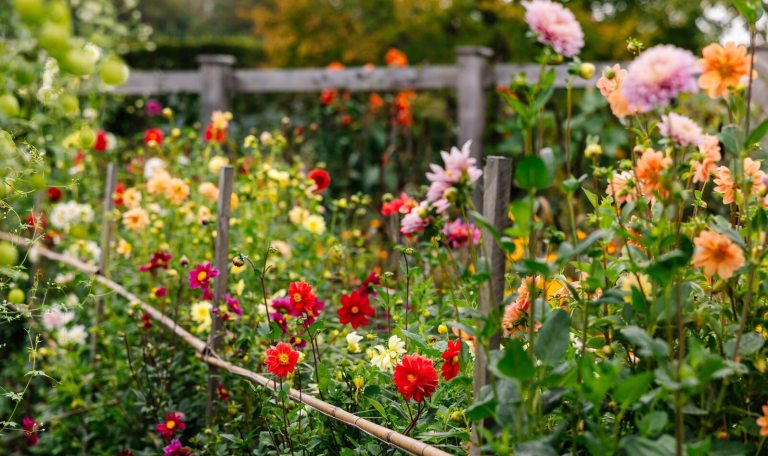 A bed of dahlias in a variety of colors, types, and heights.