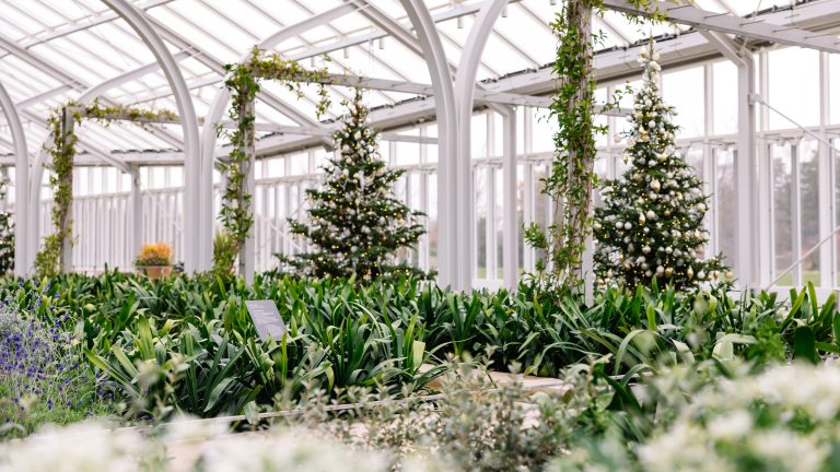 Two decorated Christmas trees stand amid green foliage in a glasshouse.