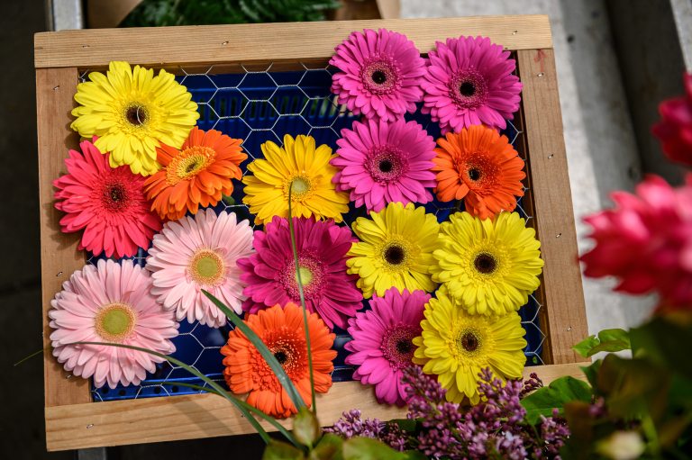 Gerber daisies in a variety of colors laid out on a framed wire tray.
