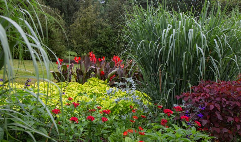 A lush summer garden bed with tall grasses, red canna, and a variety of other flowers in bloom.