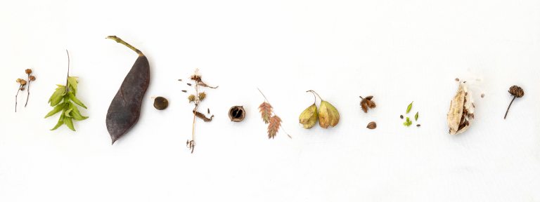 A variety of colorful seeds displayed on a white background.  