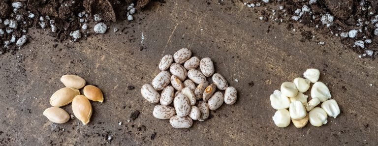 3 types of seeds on table surface