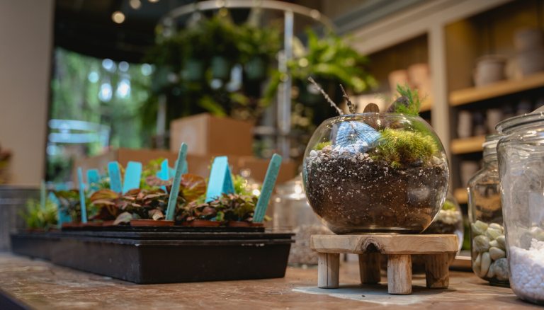 A small round terrarium on a wooden pedestal with a container of seedlings next to it.
