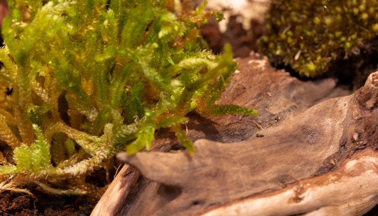 Close up of a piece of driftwood and moss.