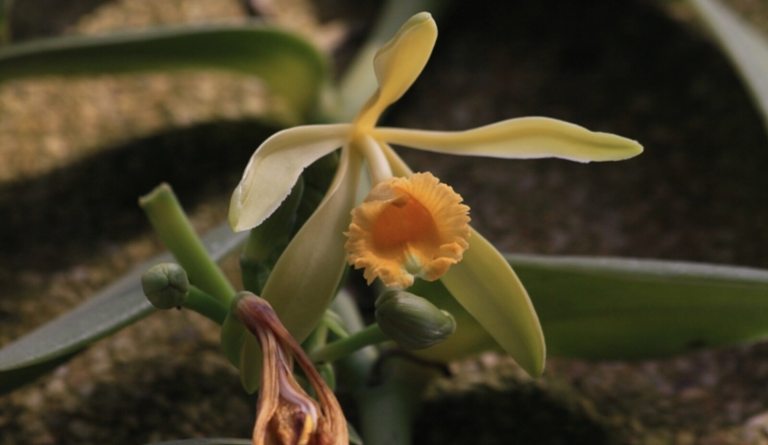 A close up of a vanilla orchid, with light shades of yellow and orange on its petals.