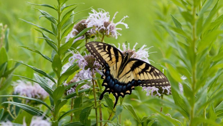 A yellow and black butterfly resting on wildflowers in a meadow.