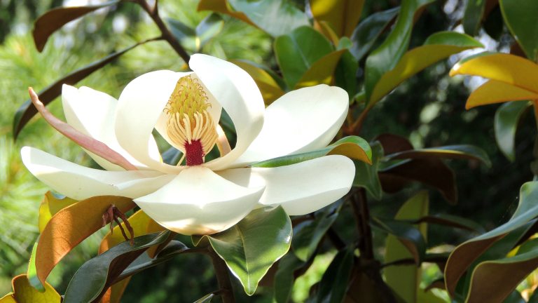 close up view of pure white petals of a single southern magnolia bloom surrounded by glossy green and copper leaves