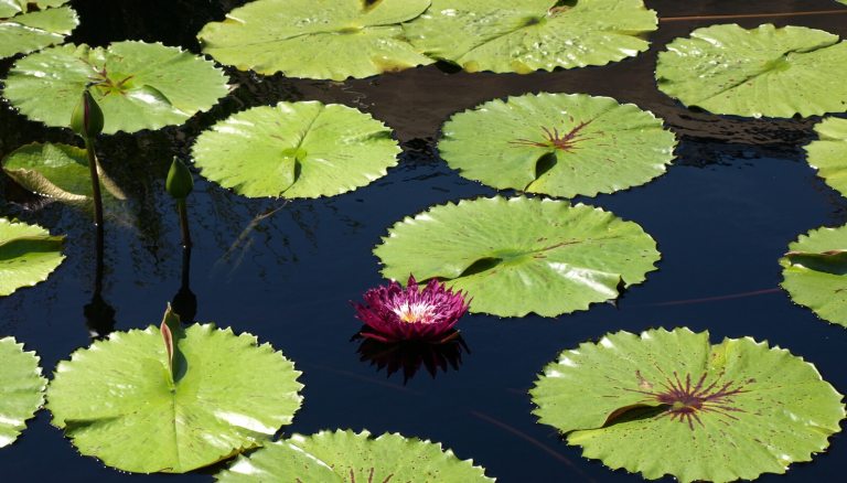 A water garden featuring small green waterlilies.