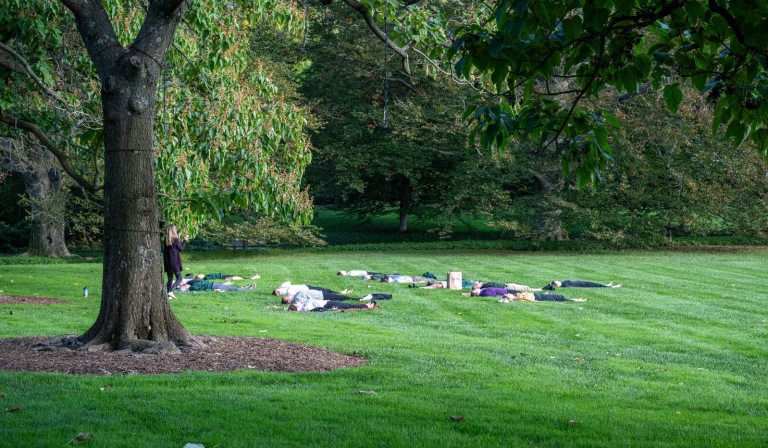 A group of people laying on a green patch of grass, performing yoga.