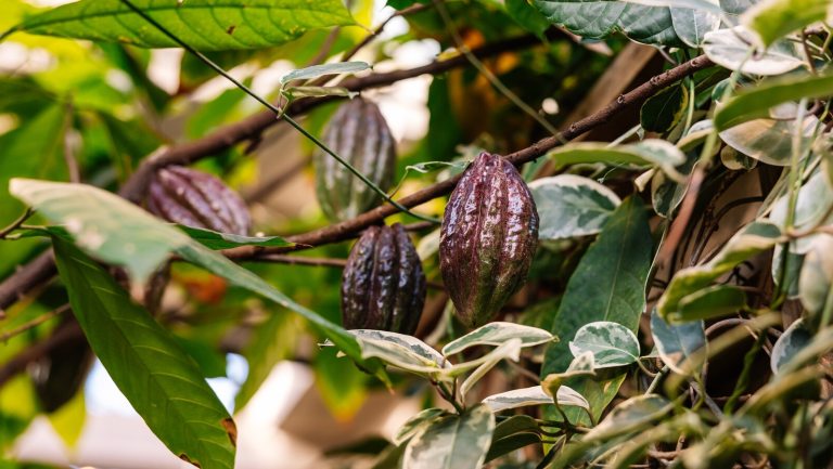 Cacao pods growing in a tree.